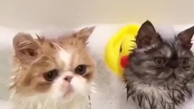 Give your cat a bath