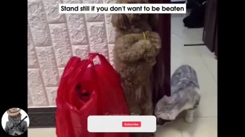 The best funniest animals ever 2021