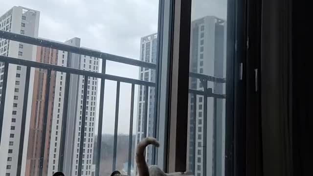 Kitty wants to go out