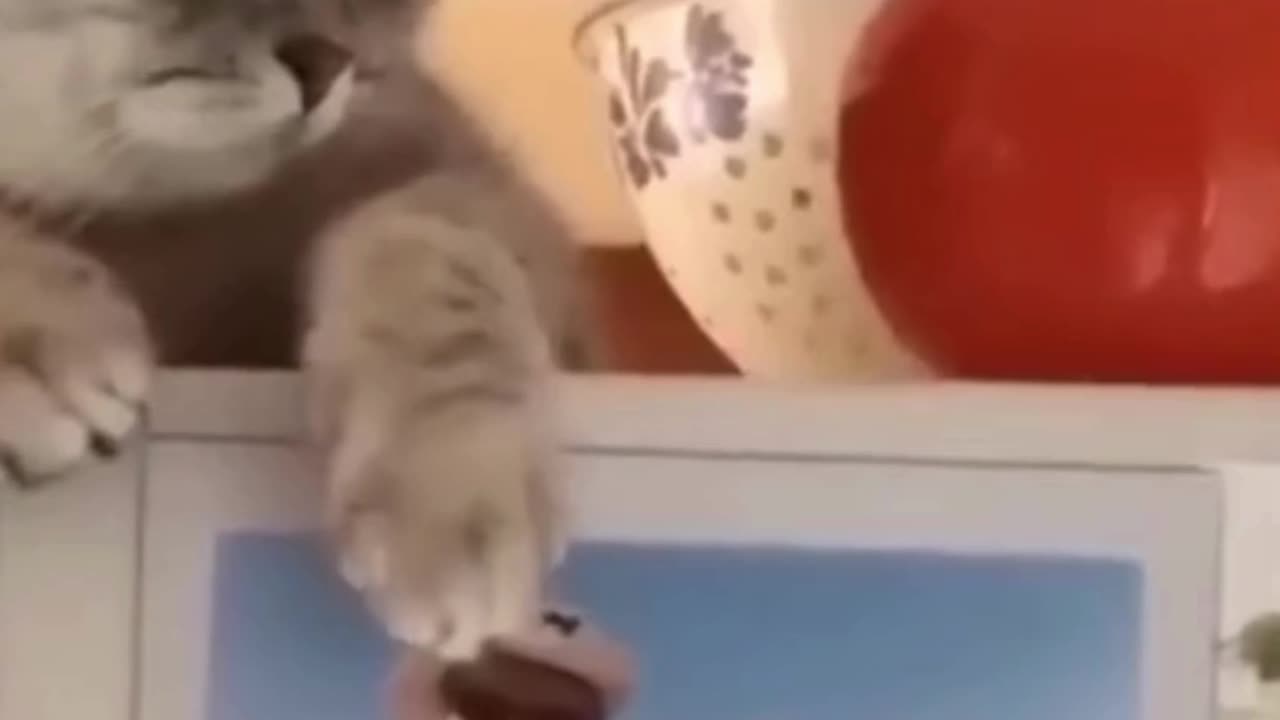 🤣🤣🤣Funny Animal Video🤣🤣🤣