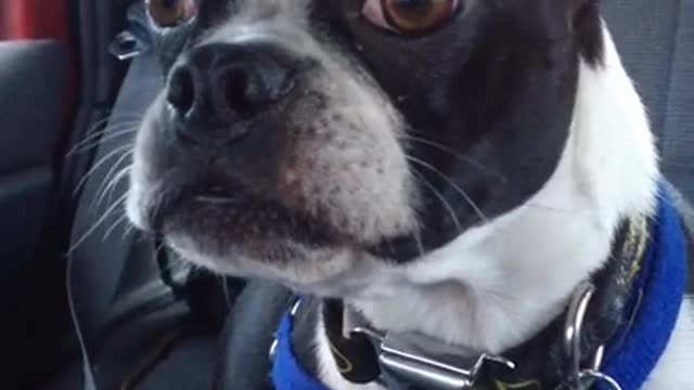 Boston terrier impersonates a, goat and a, dolphin