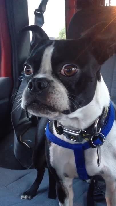 Boston terrier impersonates a, goat and a, dolphin