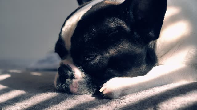Little canine resting, exhausted and dismal 2021