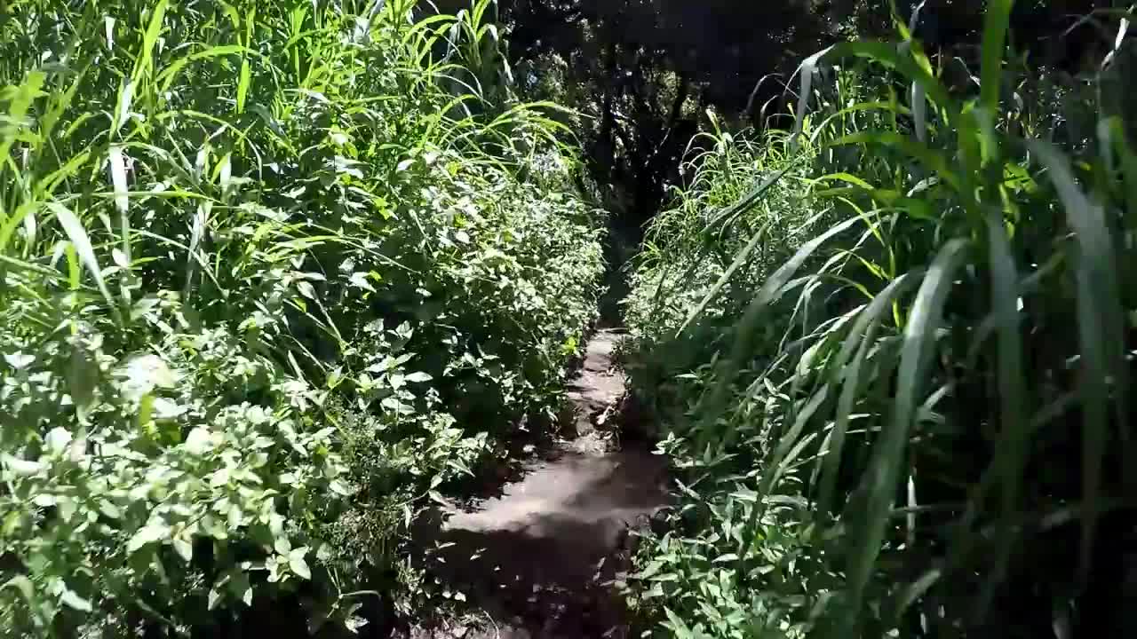 Pipiwai Trail, Oheo Gulch, Road to Hana, Maui, July 2016