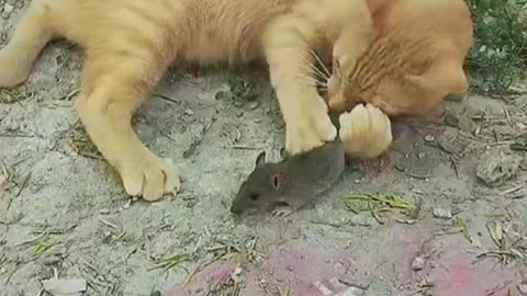 🐈 cat with a 🐁 mouse