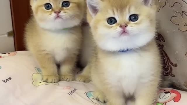 Cute Cats🥰