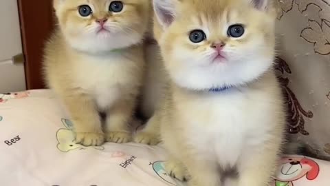 Cute Cats🥰