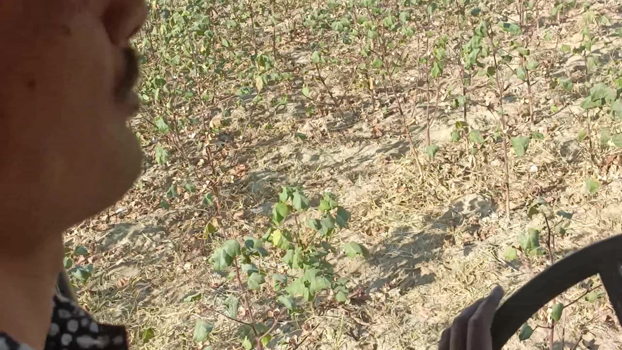 Cutting cotton with a tractor in the field.