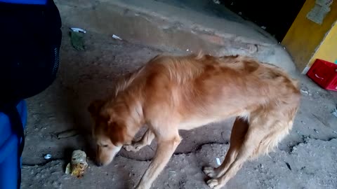 Street Dog Doesn't Like Veg Rolls