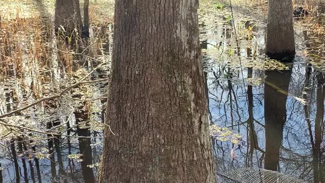 Crawfishing in the swamp