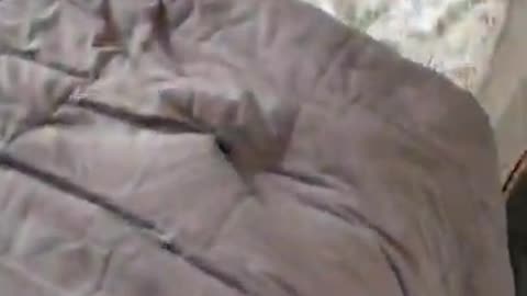 8.Carrot in the bed 😂