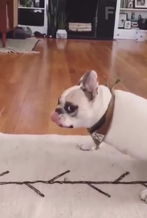 Funny dog videos interested in exercise