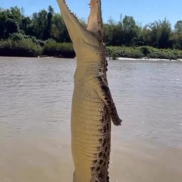 Crocodile can jump 😱
