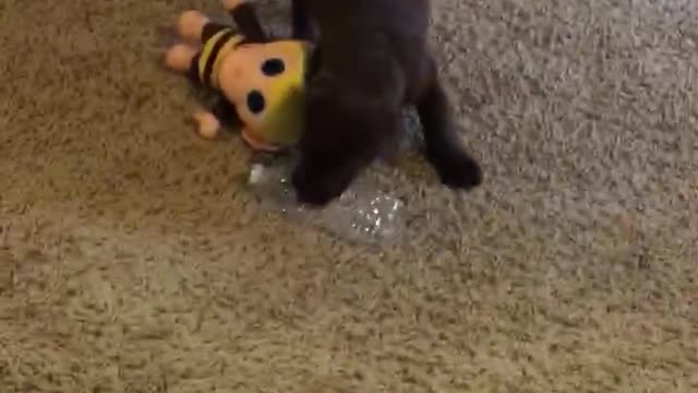 Puppy brown lab loves the noise of the water bottle