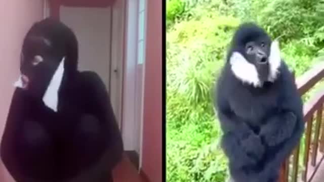 See monkey man funny video
