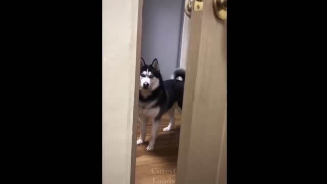 Best Funny Pets Videos Compilation