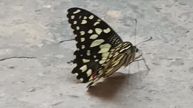 Help Please, this lime butterfly is unable to fly and is sitting for an hour.