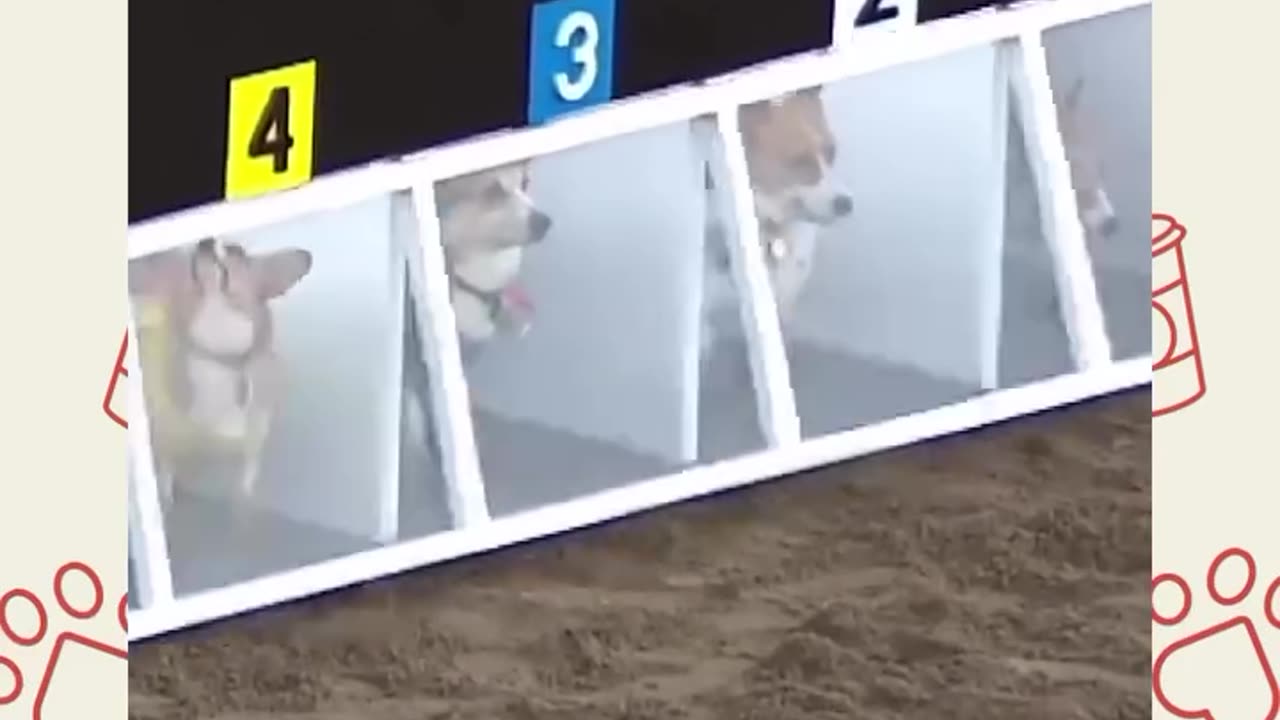 Corgis Racing