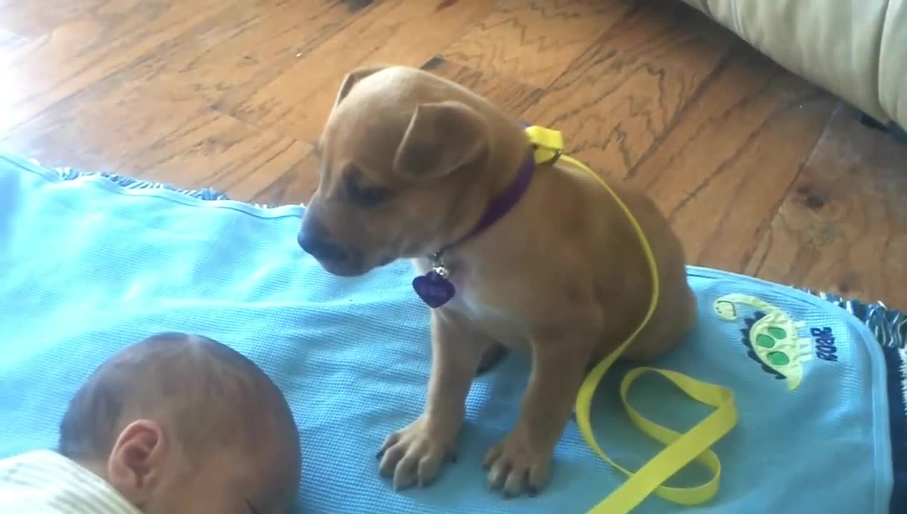 dog guards baby's sleep