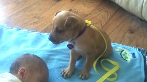 dog guards baby's sleep