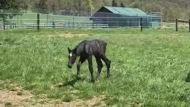 Little horse wit mother