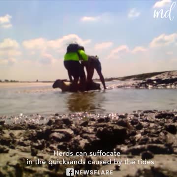 The heartwarming moment when two hikers rescue a sheep 🥺🐑
