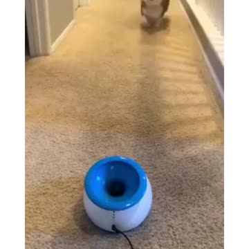 ONLINE Dog Training! Step by Step !!!! Easy and Fast!