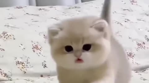 what a cute cat