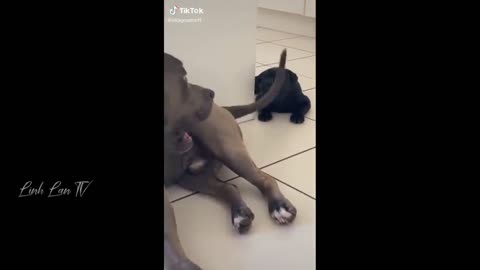 Cute Puppy Playing with the tail