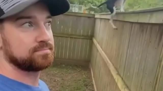 How fast a dog climb on wall