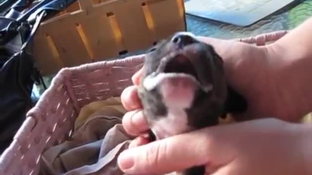 Baby Puppy Needs Your Care!