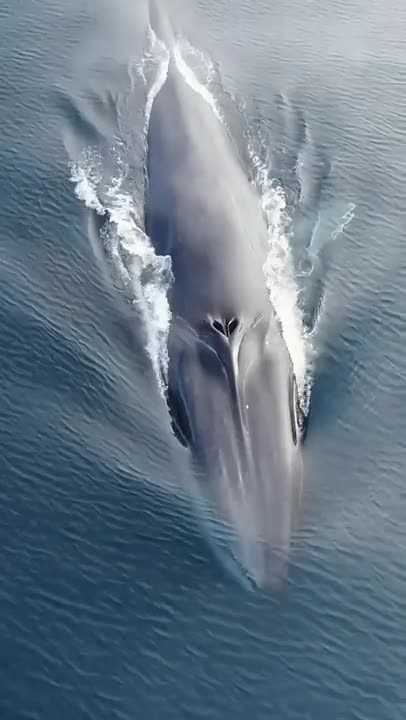 blue whale Atlantic Ocean