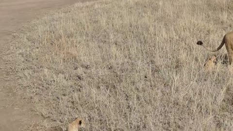 (ORIGINAL AUDIO) ADORABLE ! Six lion Cubs enjoy their first outdoor adventure(10..)