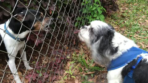 Two Friends Chatting At The Fence