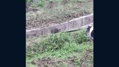 Dog rescues puppy from storm drain