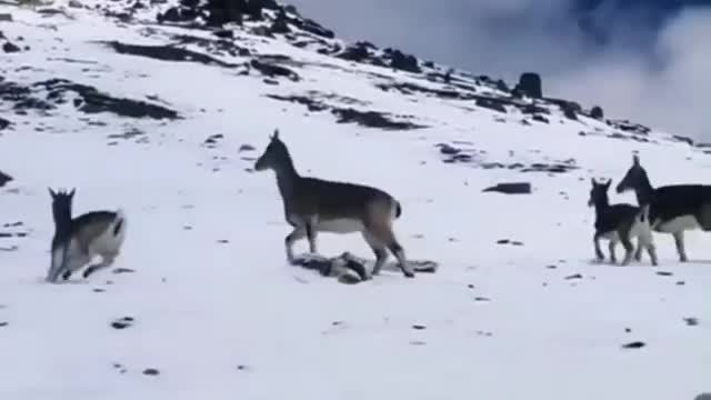 Deer Running In A Ice Hill