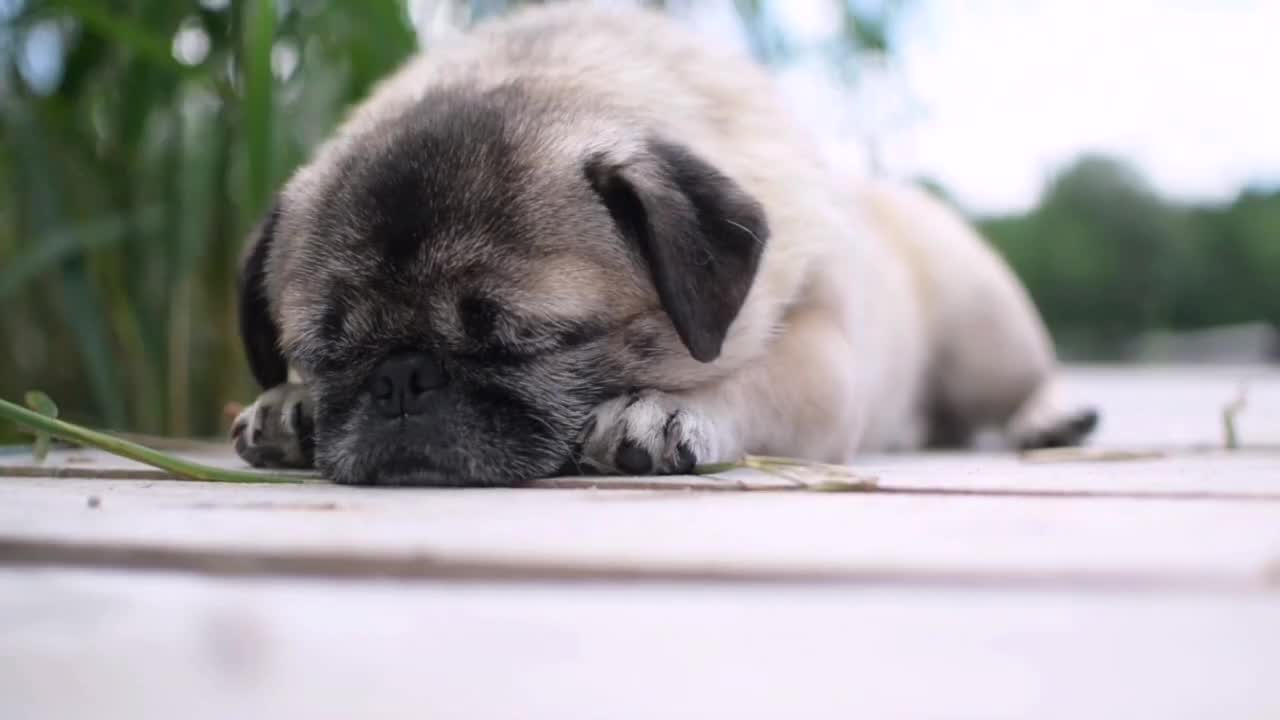 Sleeping Puppy! The cutest Puppy ever