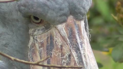 Dinosaur Bird !!!! Scary