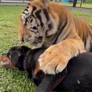 Dog and tiger