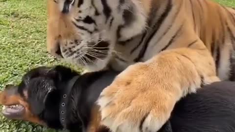 Dog and tiger