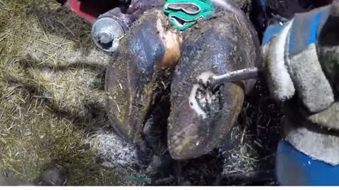 treatment of cow's hoof full packed of stone