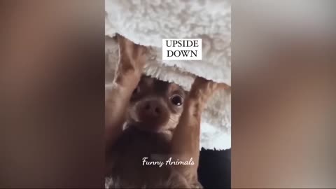 Animaux les plus drôles 2023😂Chats et chiens les plus drôles🐱🐶 Partie 3