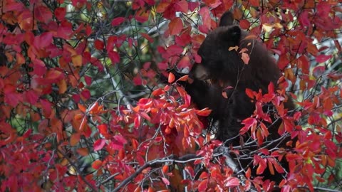 A black bear eats berries in a hawthorn bush. Try saying that three times fast! 🐻🍁