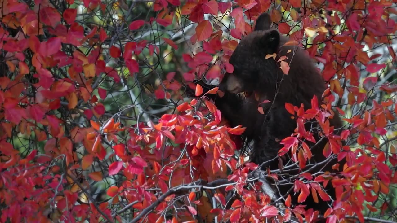 A black bear eats berries in a hawthorn bush. Try saying that three times fast! 🐻🍁