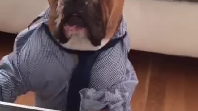 Brown bulldog in dress shirt tie on laptop