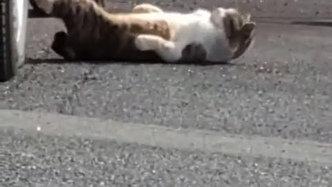 CAT FULL Funny