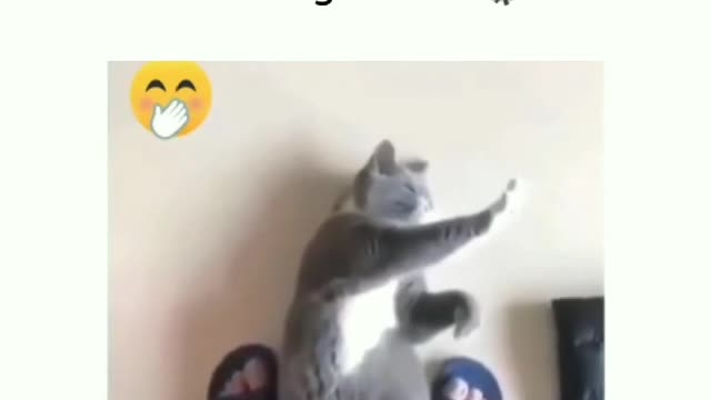 Cat knows KungFu Karate