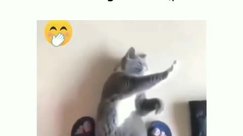 Cat knows KungFu Karate