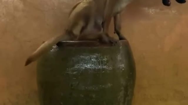 funny dog videos 2021- bathing dog