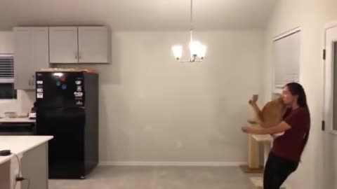 Cat takes huge leap .